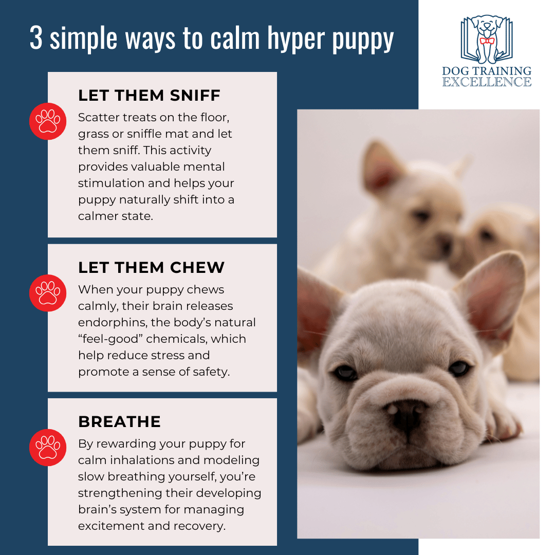how to calm a puppy, hyper puppy, teach the settle command, dog training, puppy biting, hyper puppy learning to settle on mat, teaching the settle command step-by-step, sniff to calm puppy game, chew to chill puppy using Kong, take a breath calm puppy exercise