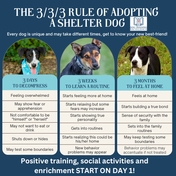 All dogs need enrichment
