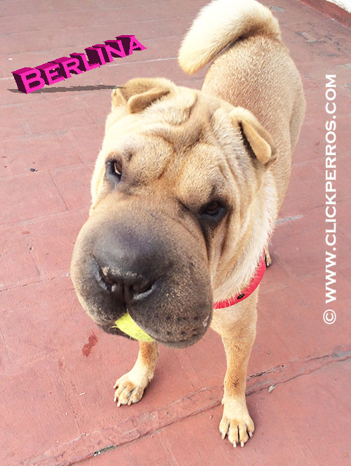 find a dog name, dog name shar pei