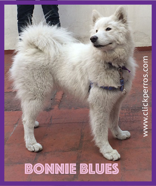 Ultimate Dog Name Generator Ultimate Dog Name Generator