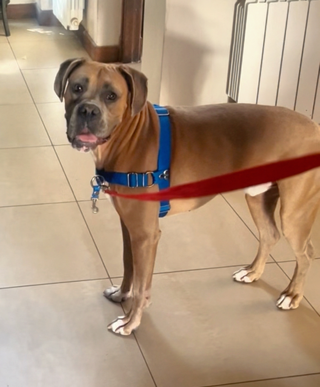 Aggression in dogs, dog biting people, dog case study