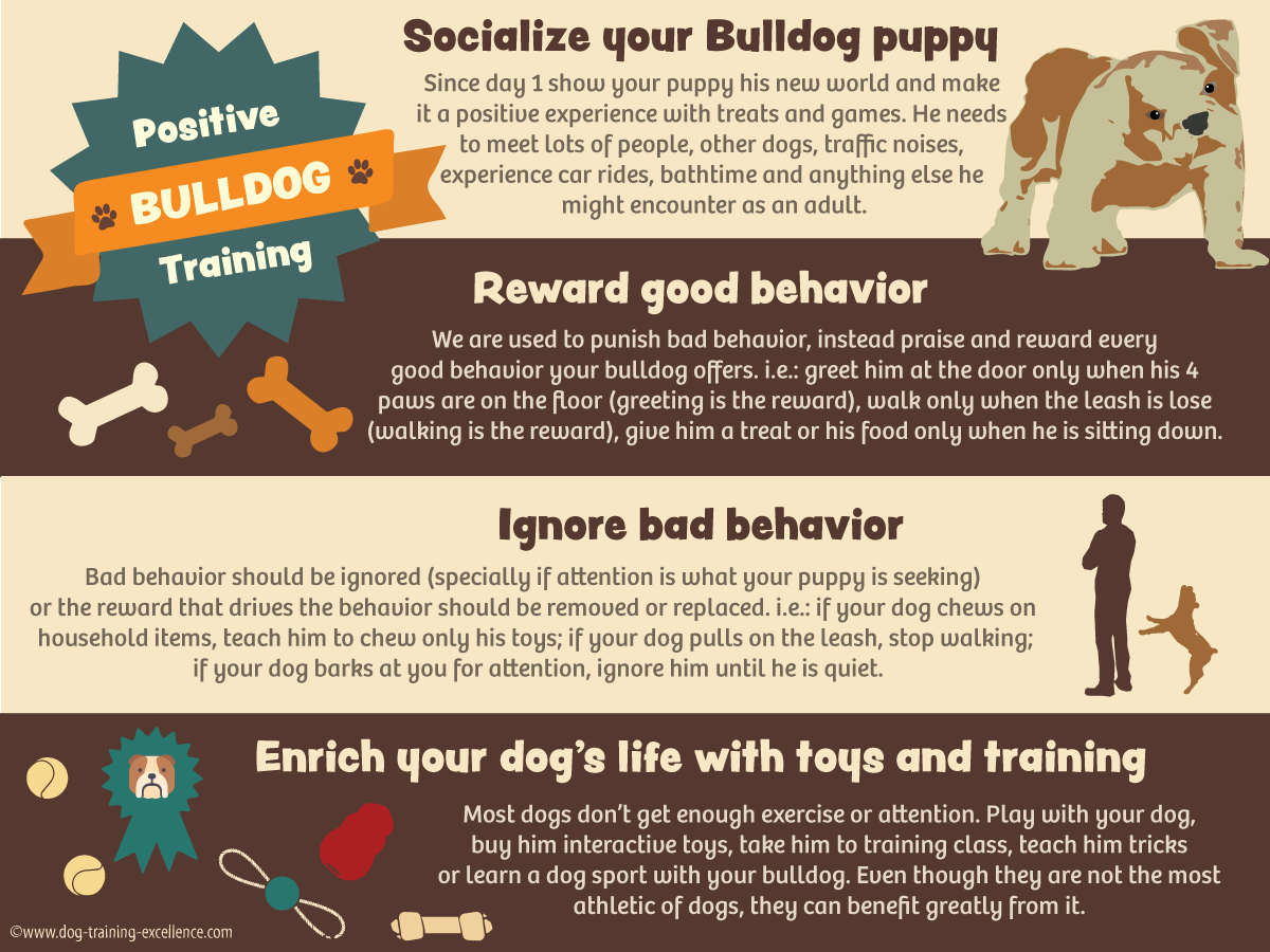 Bulldog training, positive dog training infographic