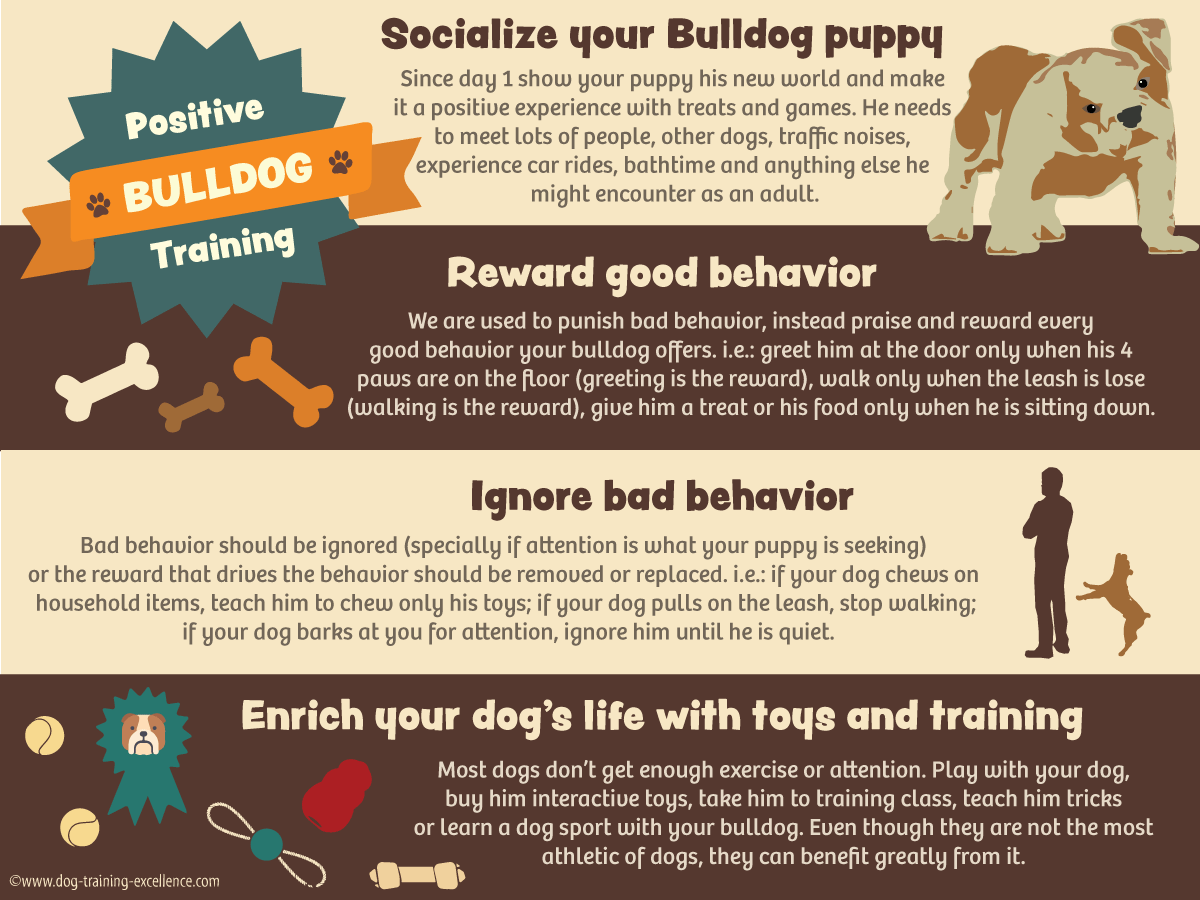 How Do You Raise A Bulldog Puppy