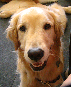 cute golden retriever dog