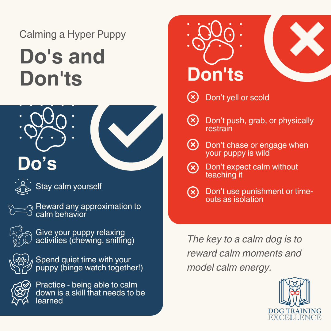 how to calm a puppy down, hyper puppy, how to teach the "settle" cue, how to get a puppy to relax, hyper puppy learning to settle on mat, teaching the settle command step-by-step