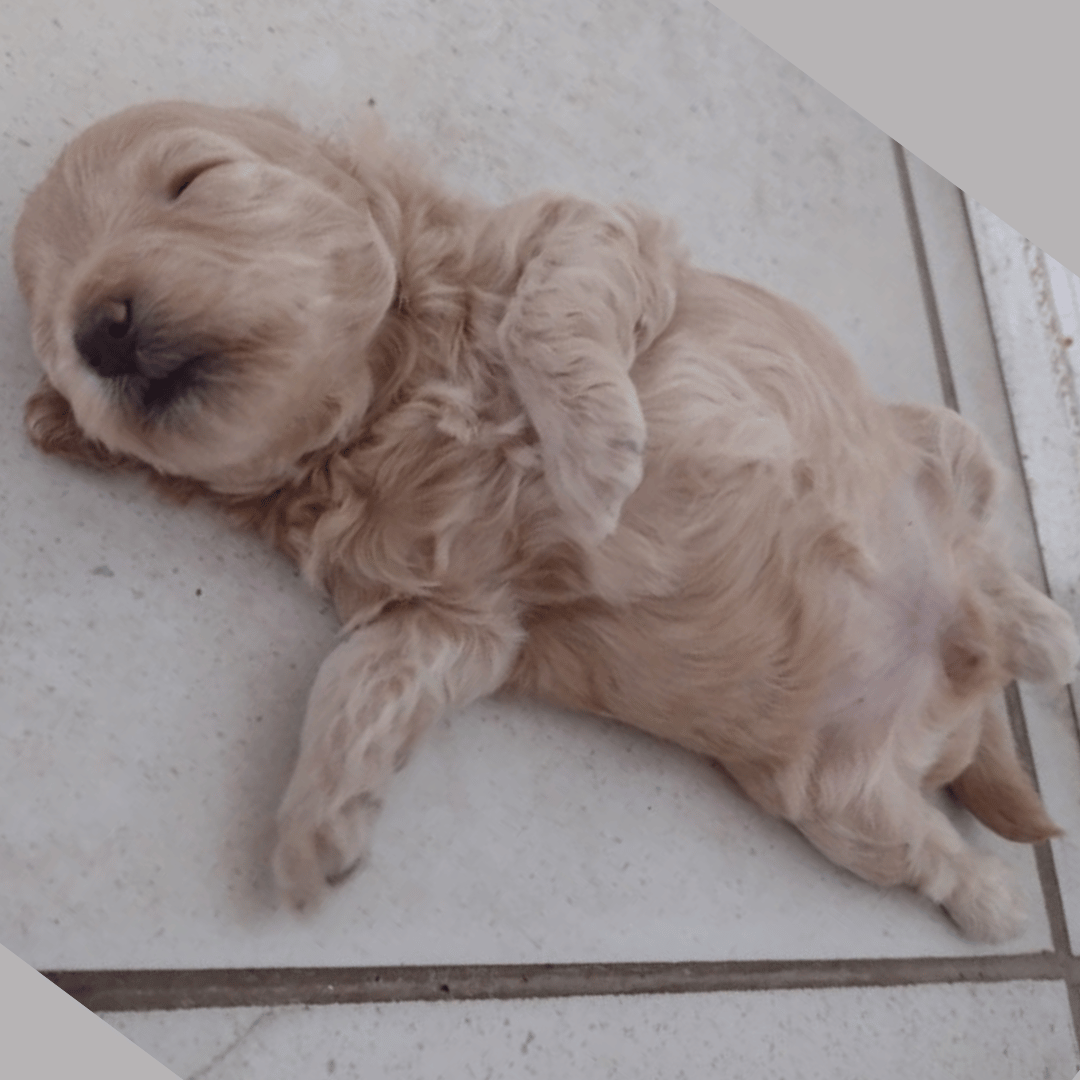 how to help a puppy sleep, how to calm a puppy, puppy biting