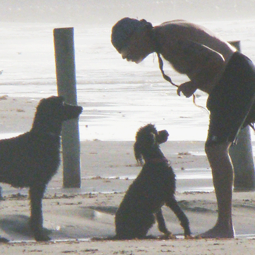 dogs and owner at the beach by dog training excellence