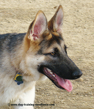 German Shepherd puppy names