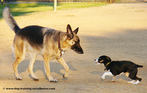 german shepherd dog training, german shepherd playing