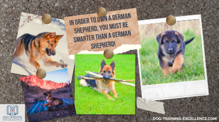 German Shepherd dog quotes, German shepherd dog sayings