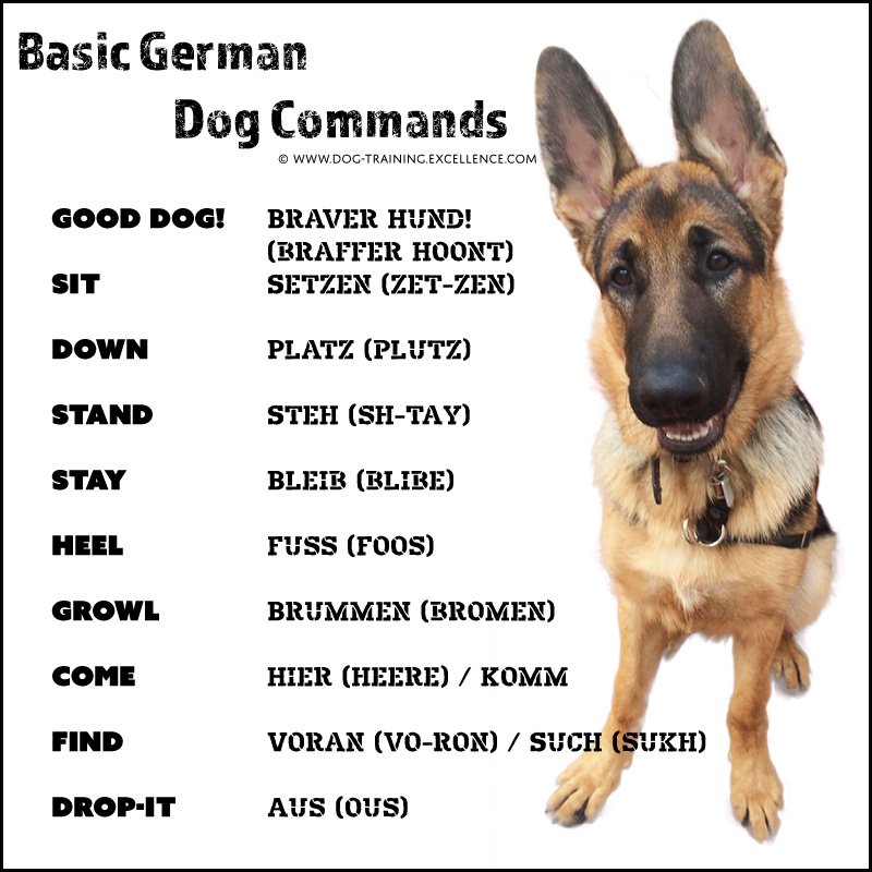 German dog commands, dog training cues in german