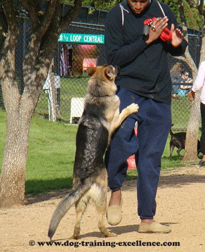 Training a German Shepherd dog, dog jumping up on people