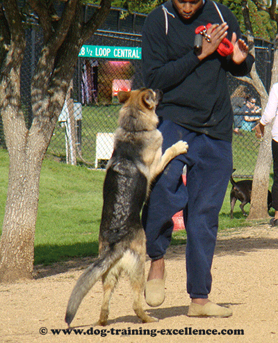 German shepherd jumping on people, german shepherd barking