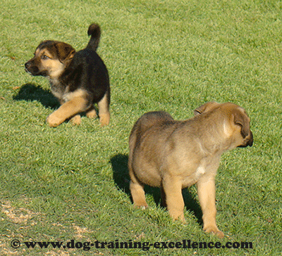 German Shepherd dog puppies