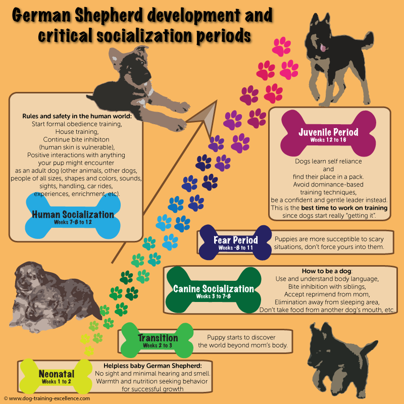 german shepherd puppy training, socialization, developemental stages