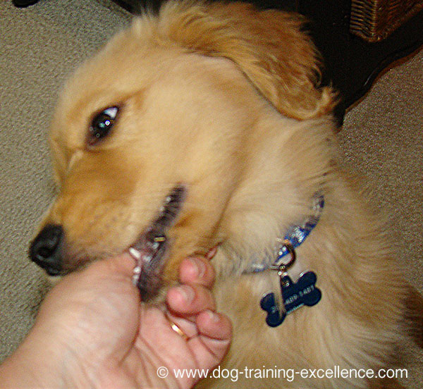 Golden retriever puppy biting