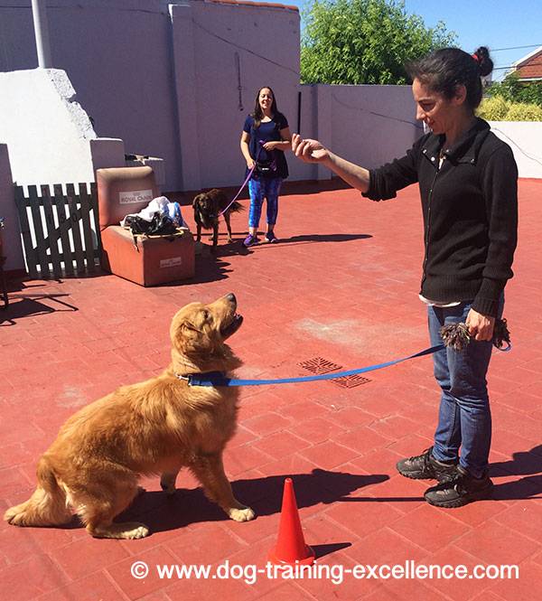 what do dog obedience classes teach