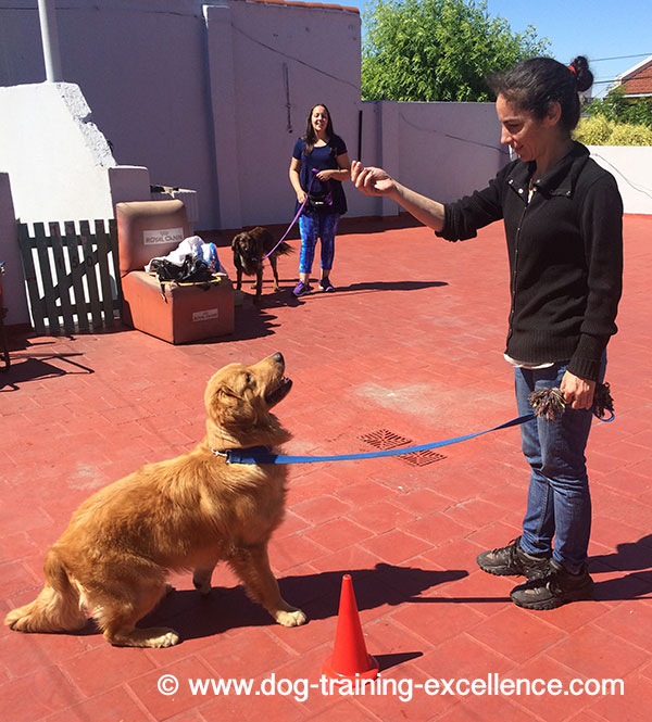 Golden retriever training to sit