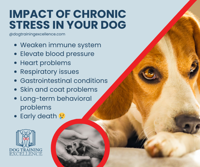 Impact of chronic stress in dogs