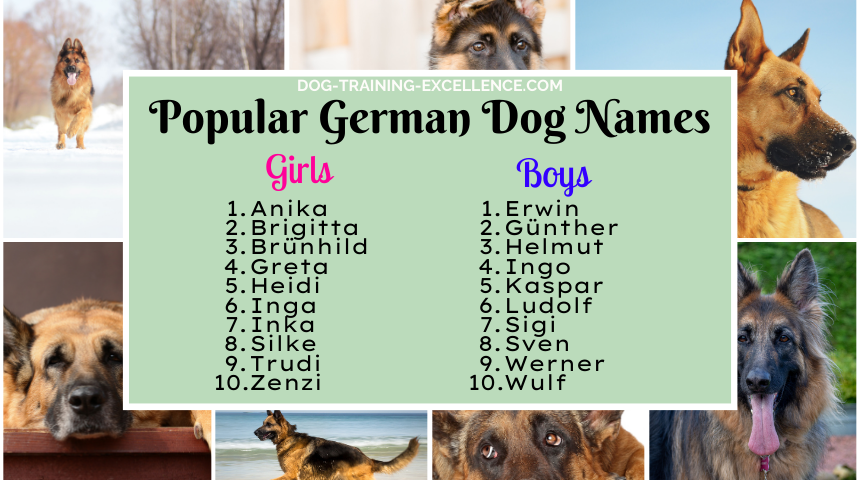 German names for dogs, names for GSD