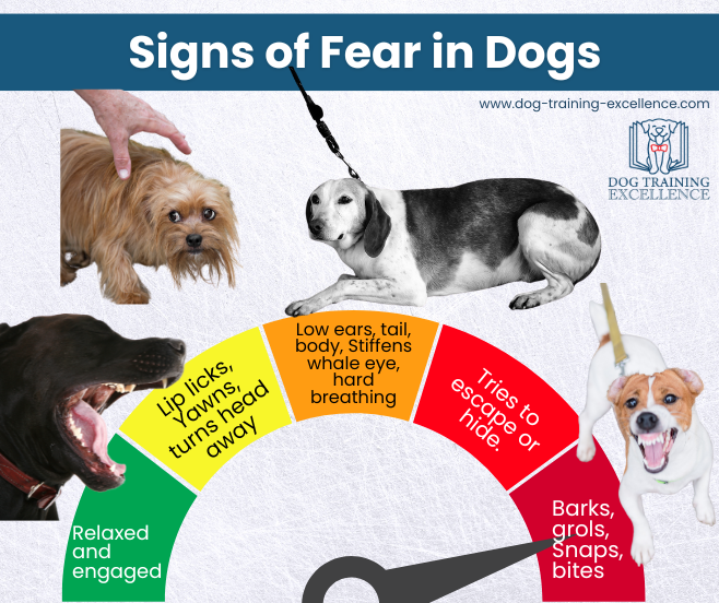 Signs of fear in dogs, what does fear barking look like