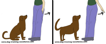 Trainging your dog to stand hand signa