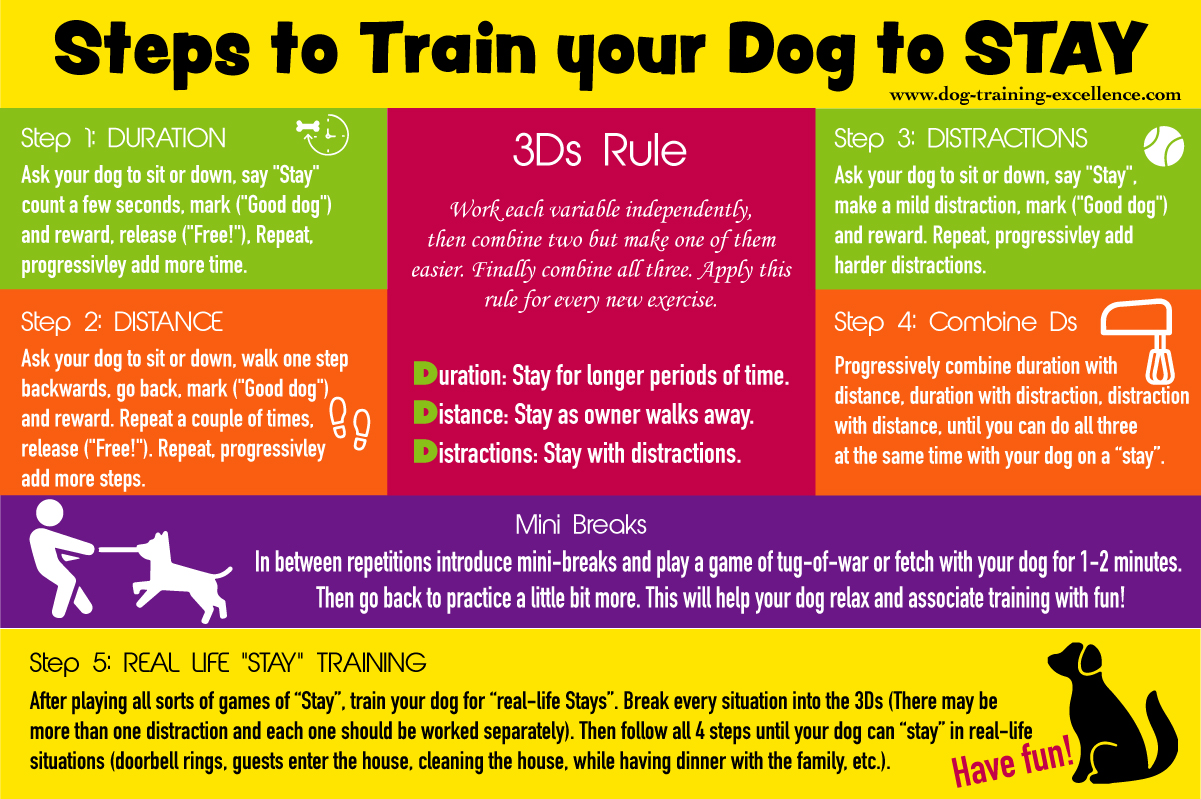 Training your dog to stay, dog stay infographic, sit stay, down stay, dog training stay