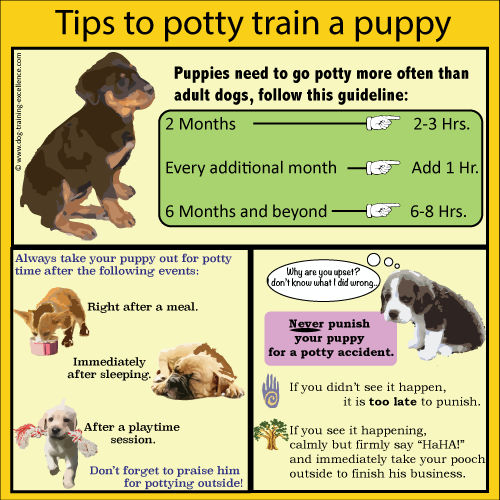 Tips for potty training your puppy dog