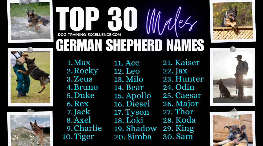 Top 100 German Shepherd Names for males, What is the most popular German Shepherd name