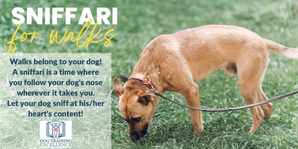 Bridge Recalls: teach your dog to run towards your open legs.