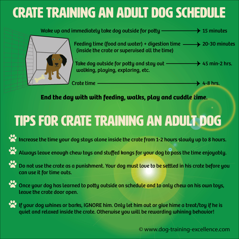 crate training adult dog tips, crate training an older dog schedule