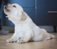 Golden retriever puppy barking by Ryhor Bruyeu