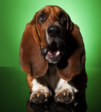 Basset Hound dog surprised face by Viorel Sima