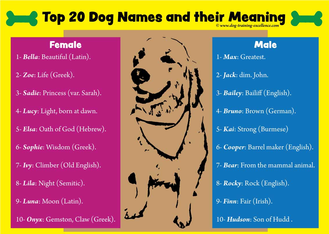 Best dog names, top dog names