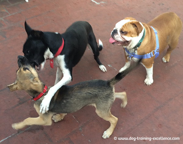 bulldog puppy playing, bulldog training, bulldog socialization