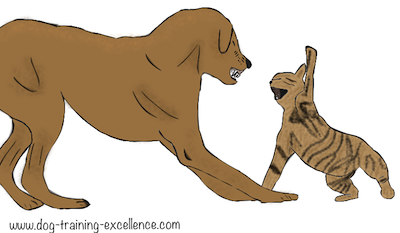 cat and dog fight cartoon