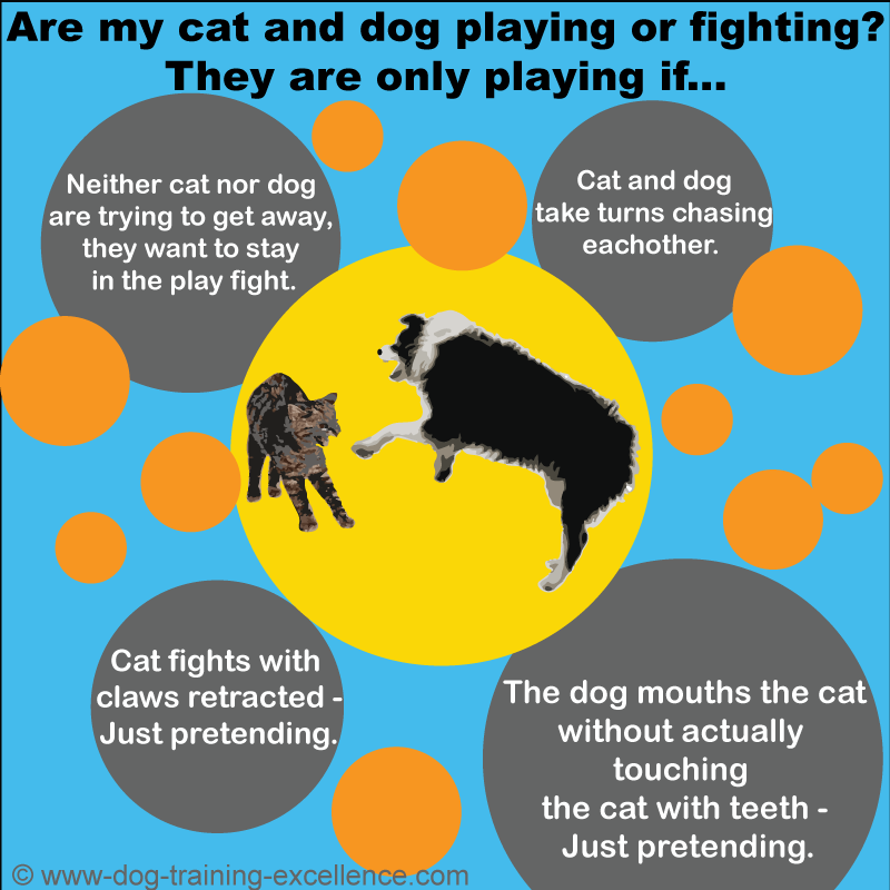 Are my cat and dog playing or fighting, difference between dog and cat play or fight