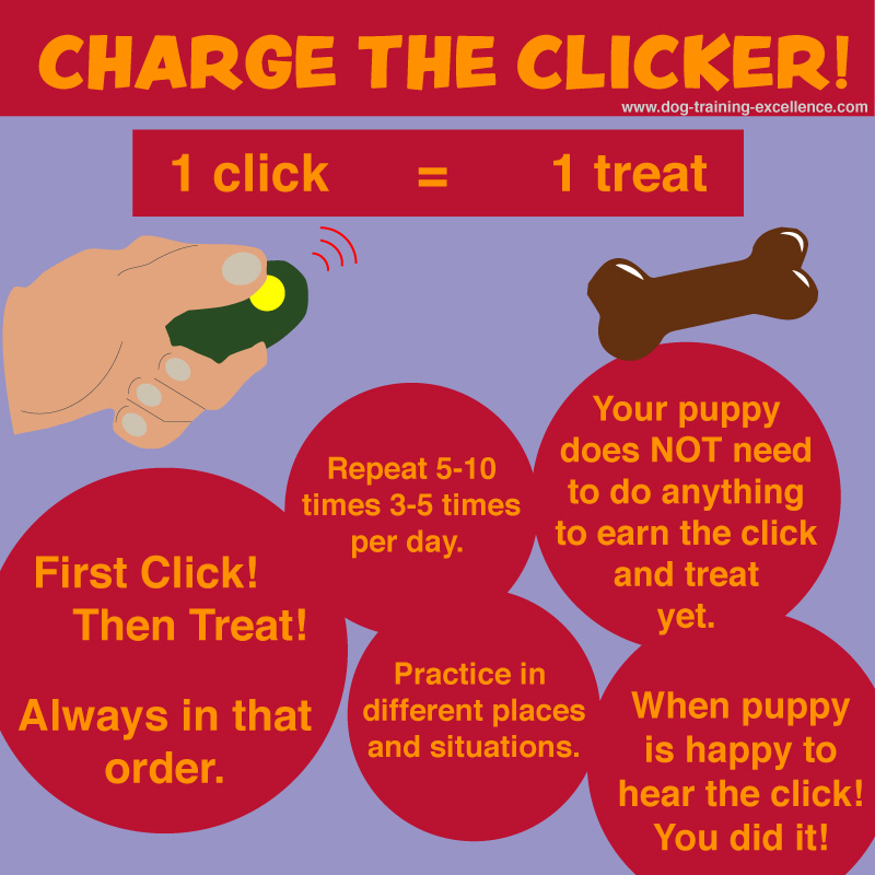 puppy clicker training, charge the clicker, intro to clicker training, beginning clicker training, getting started with clicker training