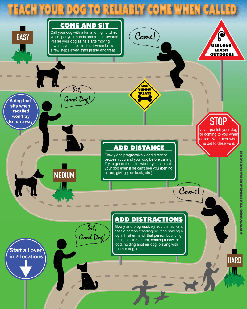 train your dog to come infographic, dog recall