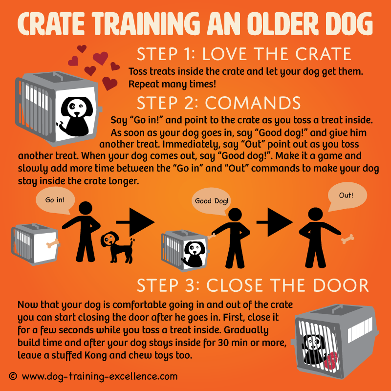 Crate training an older dog, crate training adult dog