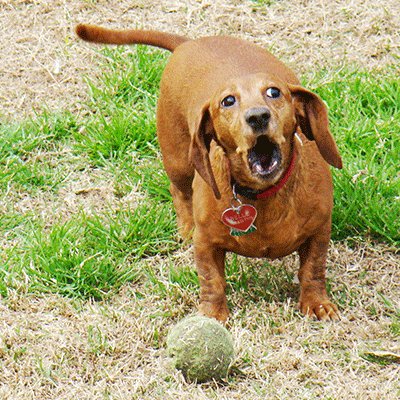 dog barking for the ball at the park by dog training excellence