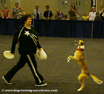 Dog walking in two legs, dog dancing, dog frisbee show