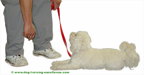 white dog laying down training hand signal, down dog training command