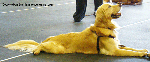 Golden Retriever dog laying down