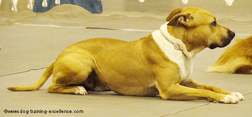 dog laying down in sphinx position