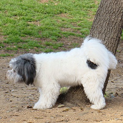 White dog peeing in a tree by Dog training Excellence