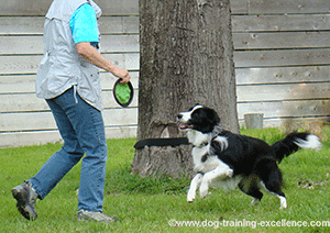 dog playing frisbee with owner in the yard