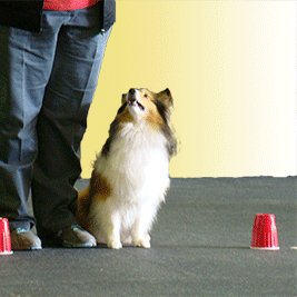 Dog sitting in training class
