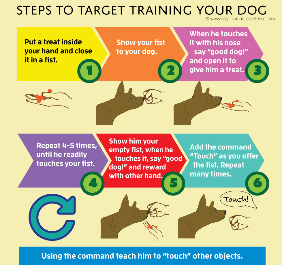 dog target training, target training dog, target train your dog