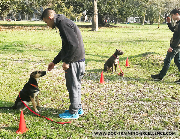 dog training sit stay at the park, dog training class, should I get a dog